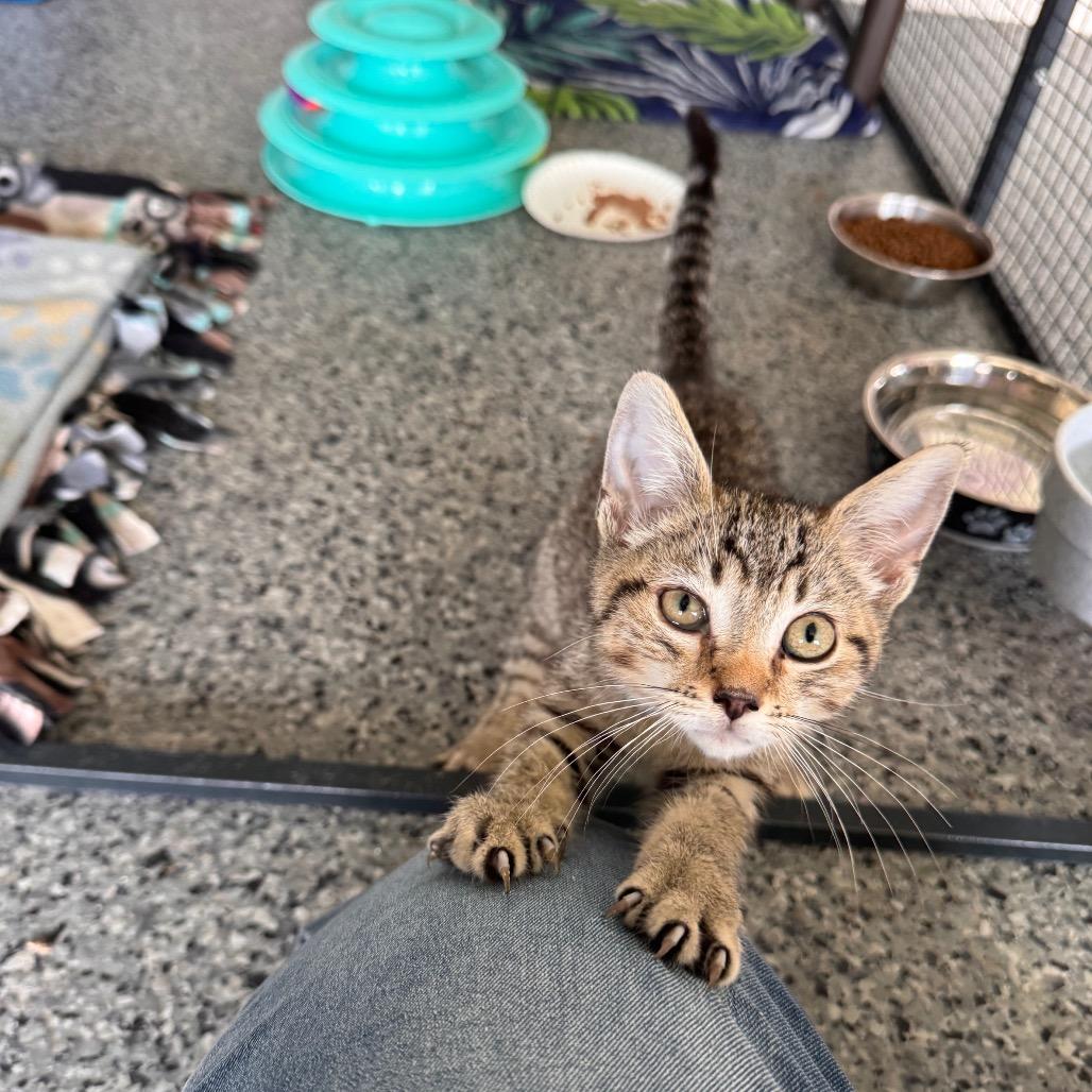 Cedar, a Adoptable Domestic Short Hair in Mondovi, WI image 4/5