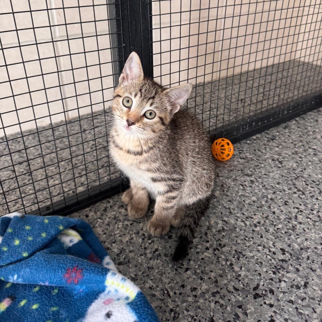 Cedar, a Adoptable Domestic Short Hair in Mondovi, WI image 5/5