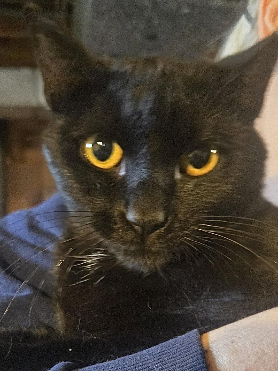 Enlarge Millie, a ADOPTABLE Domestic Short Hair in Shelby Township, MI image 2/3