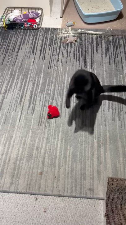 Enlarge Millie, a ADOPTABLE Domestic Short Hair in Shelby Township, MI video 3/3