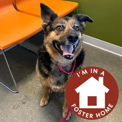 Enlarge Emma Lee, a Adoptable mixed breed in Janesville, WI image 1/3