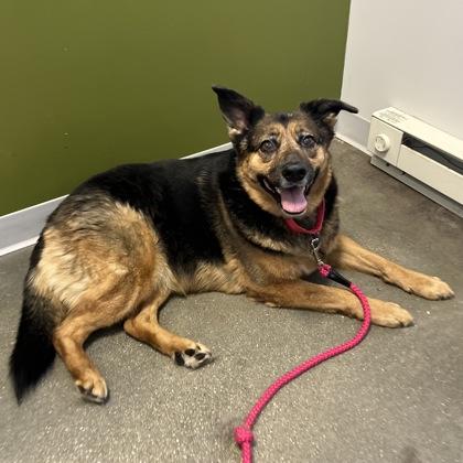 Enlarge Emma Lee, a Adoptable mixed breed in Janesville, WI image 2/3