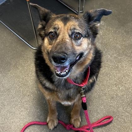 Enlarge Emma Lee, a Adoptable mixed breed in Janesville, WI image 3/3