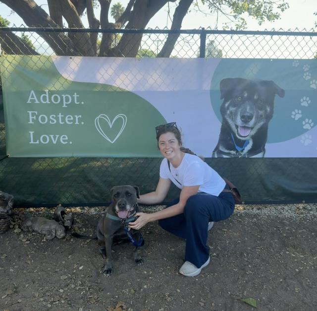 LUNA, Adoptable, Adult Female Pit Bull Terrier.