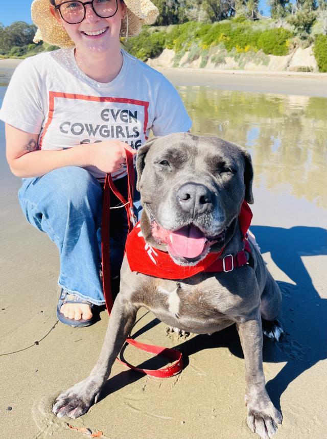 LUNA, Adoptable, Adult Female Pit Bull Terrier.