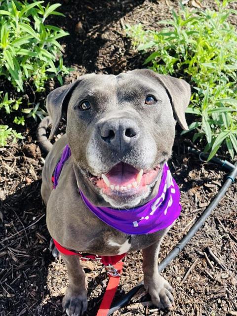 LUNA, Adoptable, Adult Female Pit Bull Terrier.