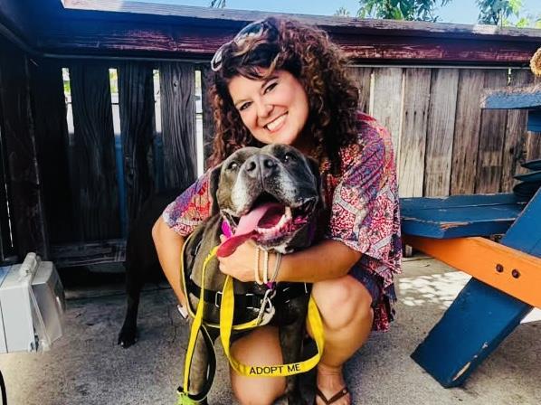 LUNA, Adoptable, Adult Female Pit Bull Terrier.