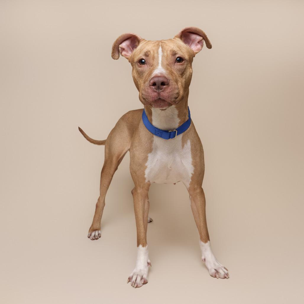 Tutu, Adoptable, Adult Female Mixed Breed.