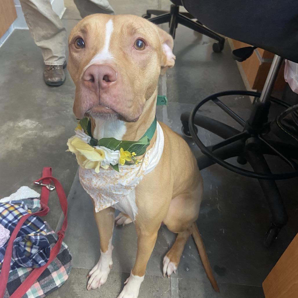 Tutu, a Adoptable Mixed Breed in Pittsburgh, PA image 2/6