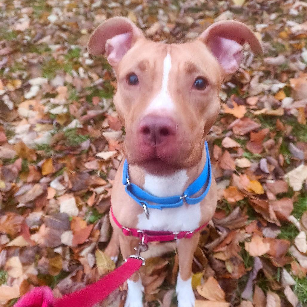 Tutu, a Adoptable Mixed Breed in Pittsburgh, PA image 3/6