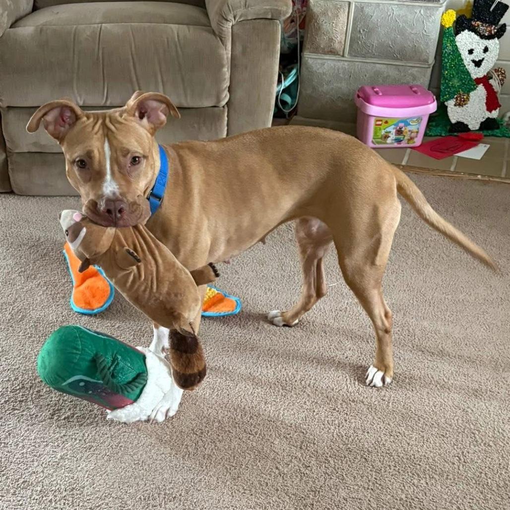 Tutu, a Adoptable Mixed Breed in Pittsburgh, PA image 3/6