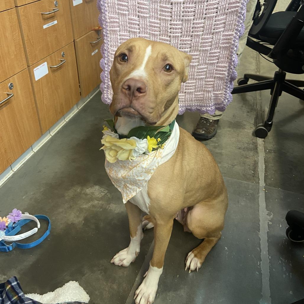 Tutu, a Adoptable Mixed Breed in Pittsburgh, PA image 4/6