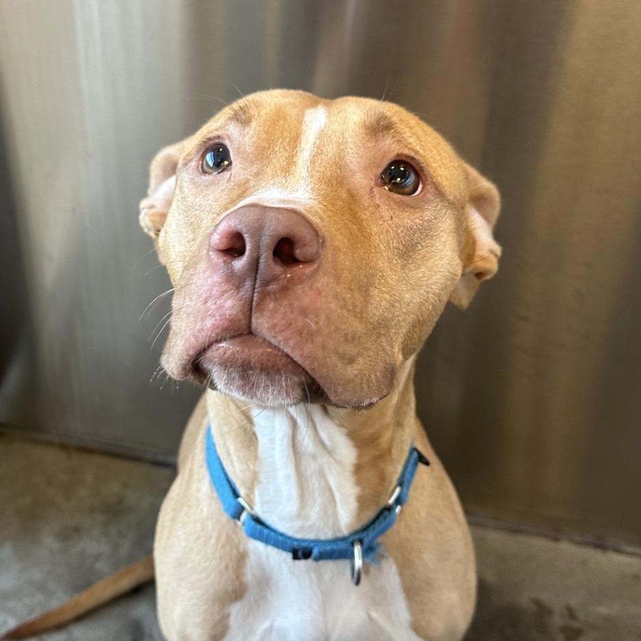 Tutu, a Adoptable Mixed Breed in Pittsburgh, PA image 5/6