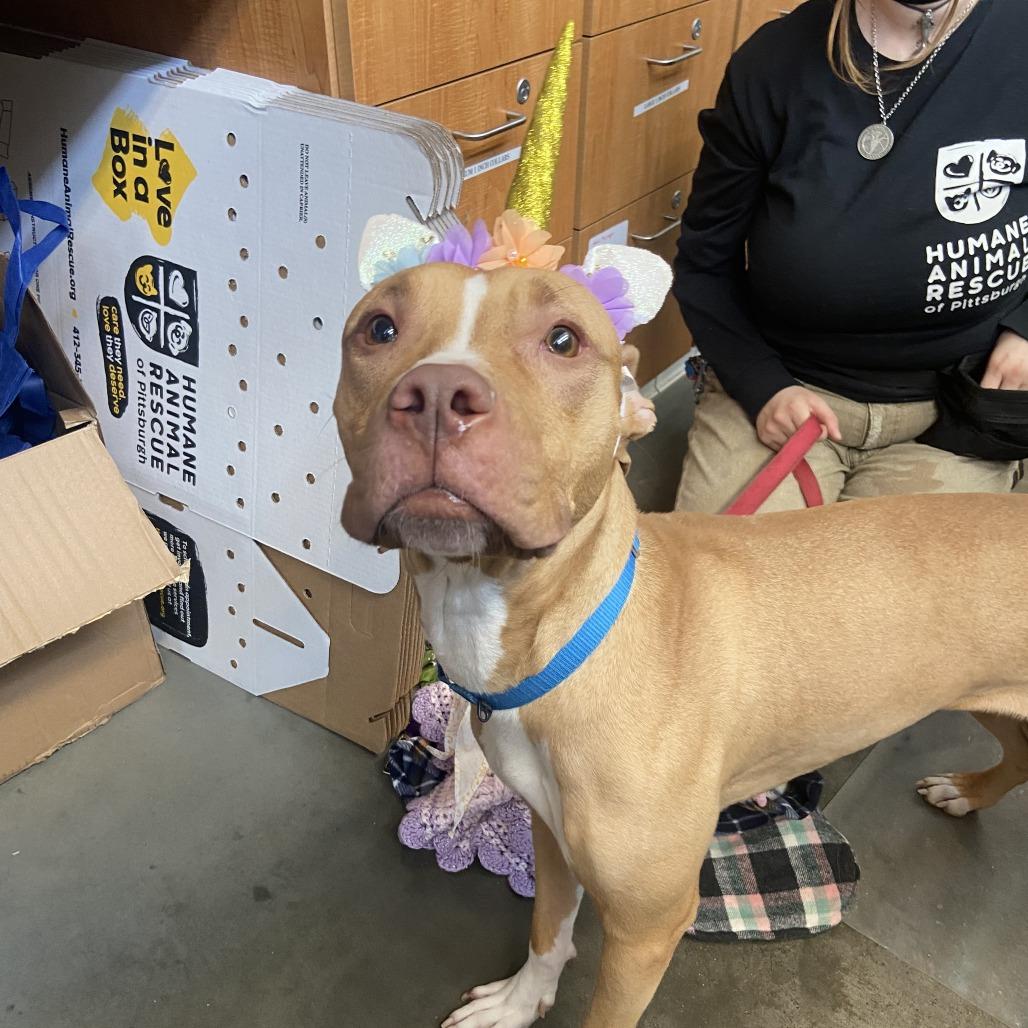 Tutu, a Adoptable Mixed Breed in Pittsburgh, PA image 6/6