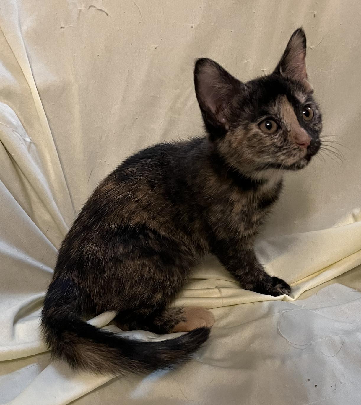 Enlarge Columbia, a Adoptable Domestic Short Hair in Connelly Springs, NC image 4/5