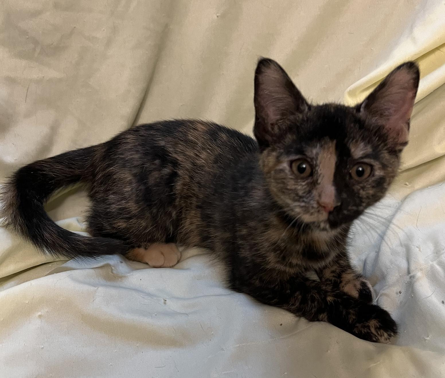 Enlarge Columbia, a Adoptable Domestic Short Hair in Connelly Springs, NC image 2/5