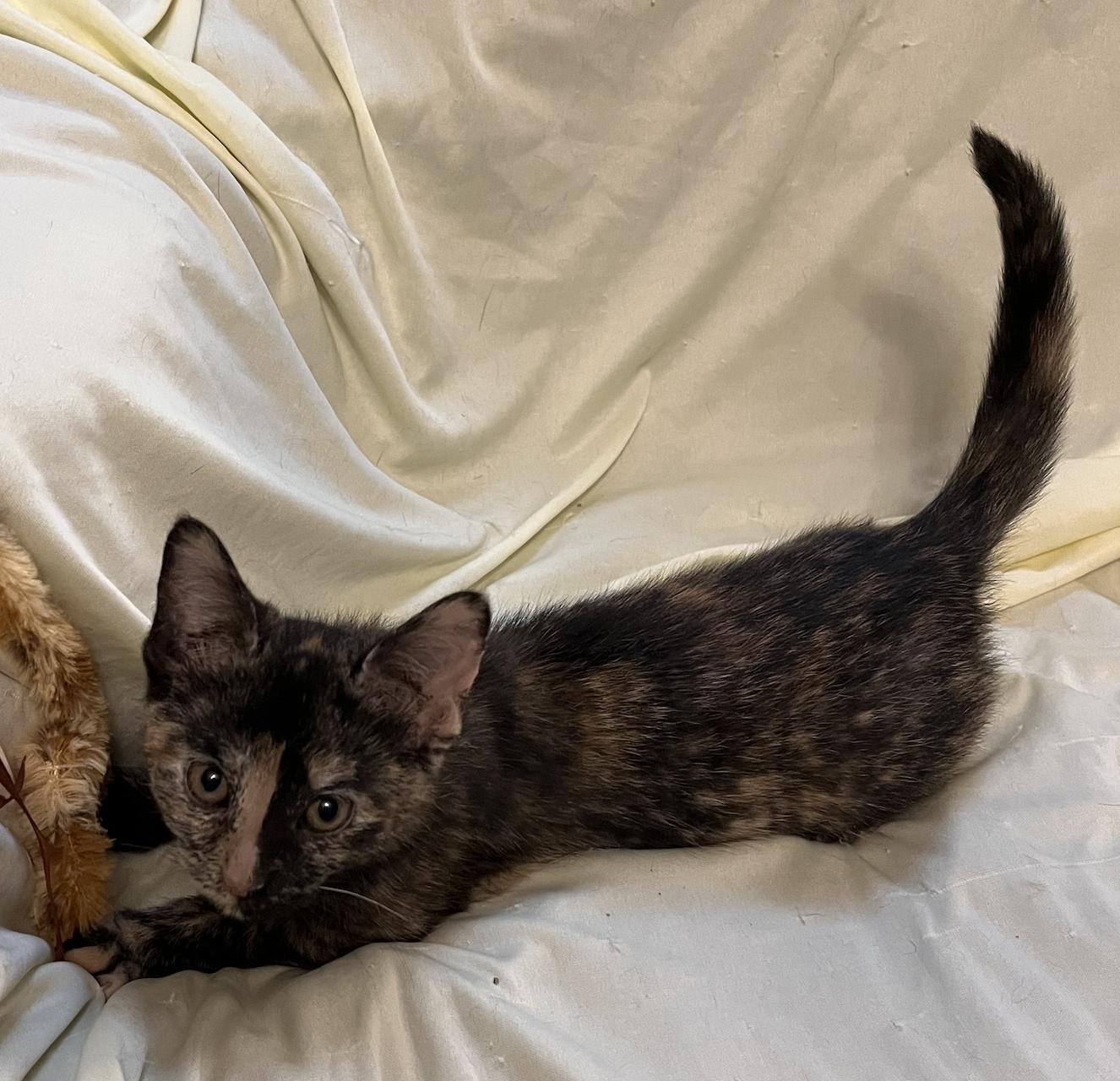 Enlarge Columbia, a Adoptable Domestic Short Hair in Connelly Springs, NC image 3/5