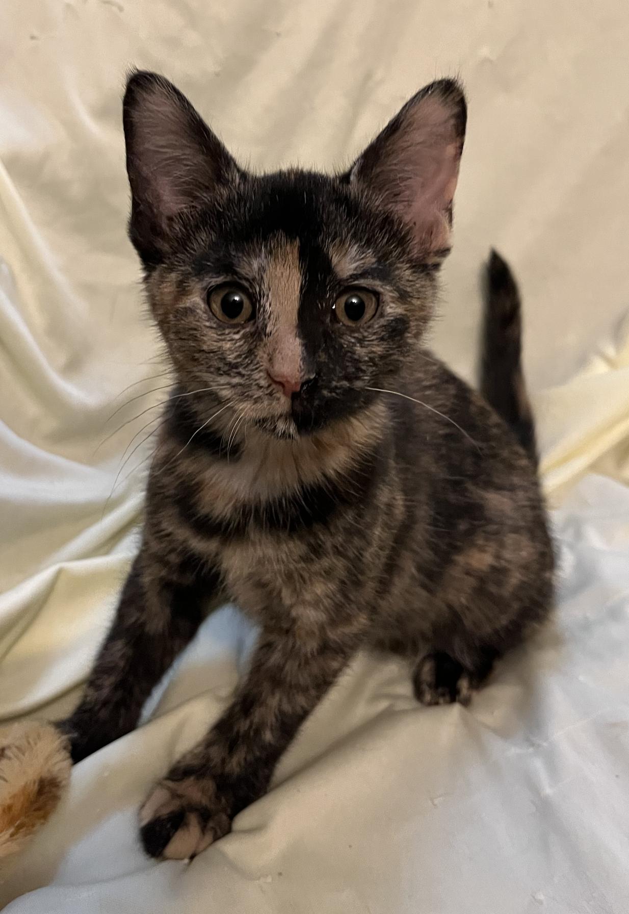 Enlarge Columbia, a Adoptable Domestic Short Hair in Connelly Springs, NC image 5/5