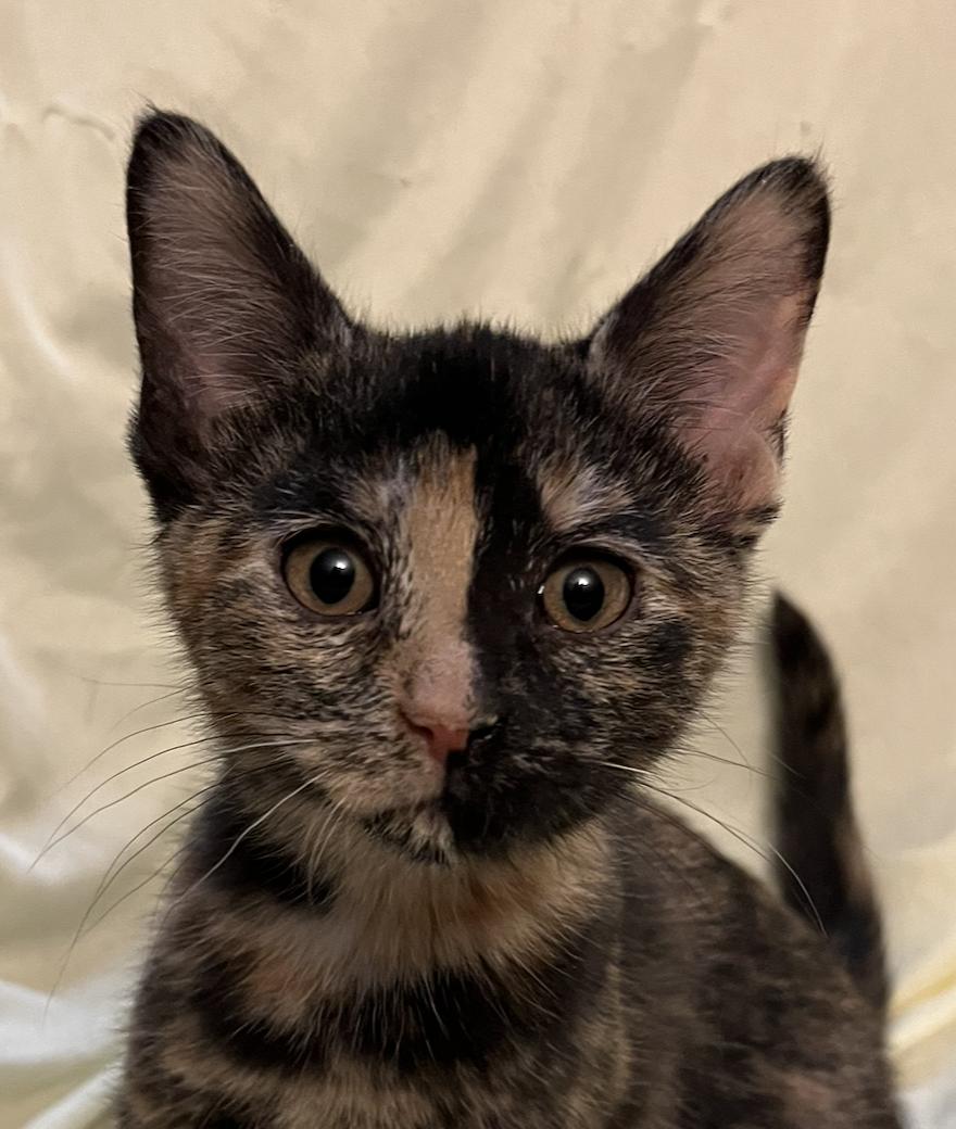 Enlarge Columbia, a Adoptable Domestic Short Hair in Connelly Springs, NC image 1/5
