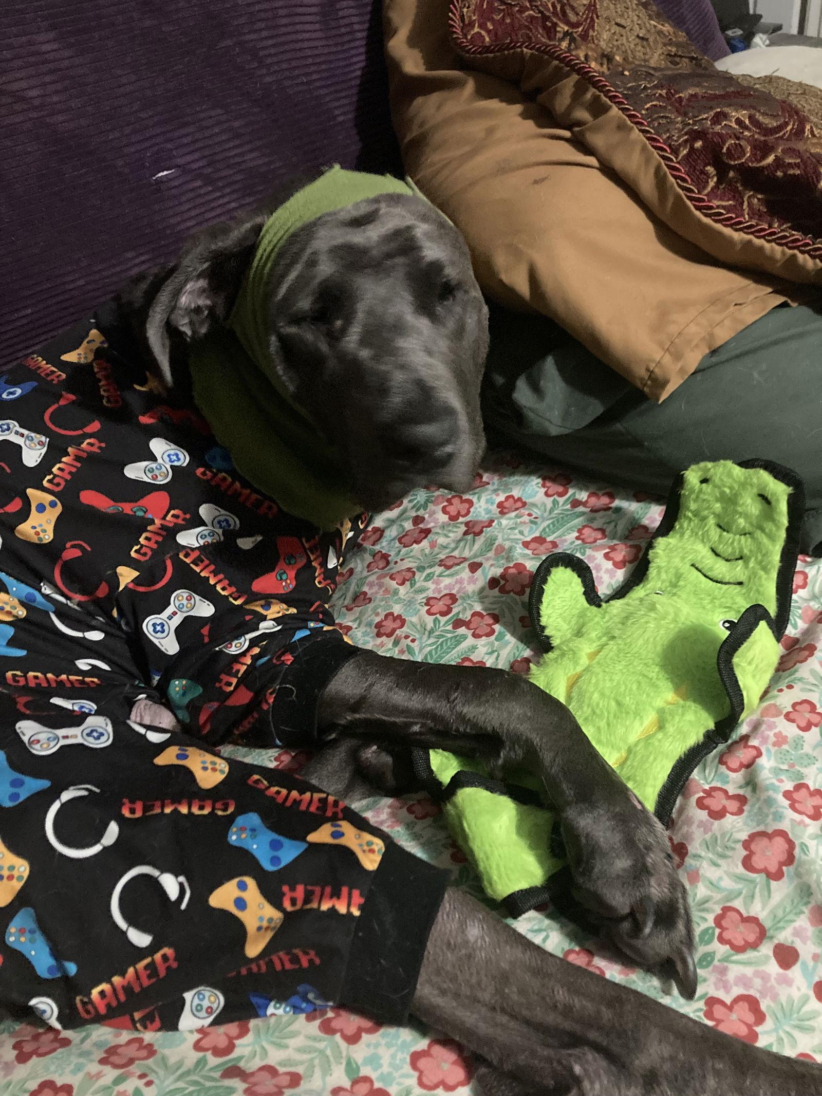 Oliver, Adoptable, Young Male Great Dane.