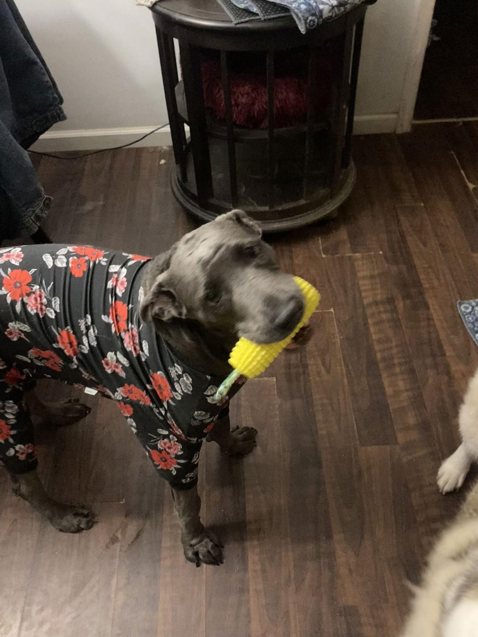 Oliver, a Adoptable Great Dane in Chatham, VA image 2/3