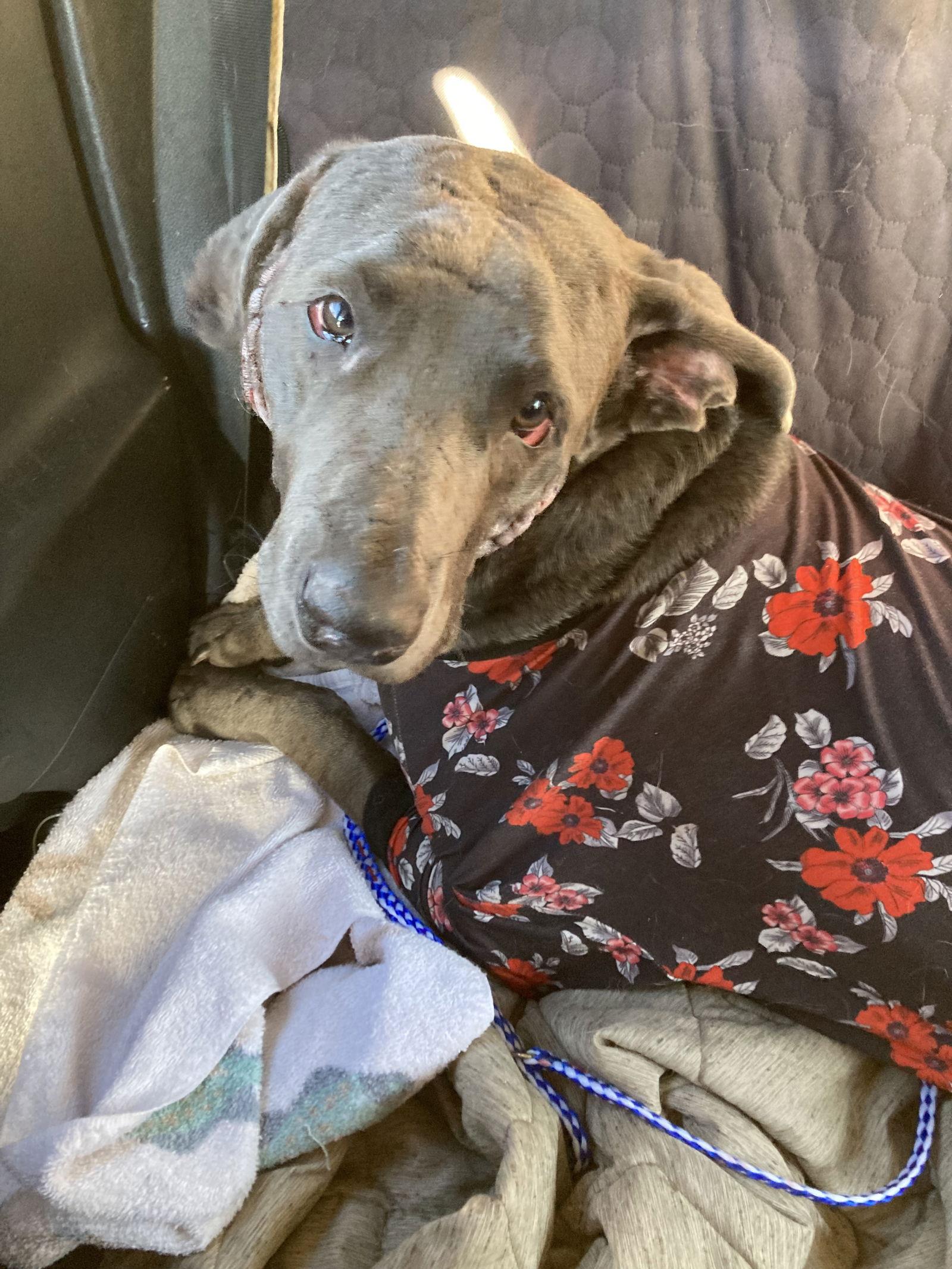 Oliver, a Adoptable Great Dane in Chatham, VA image 3/3