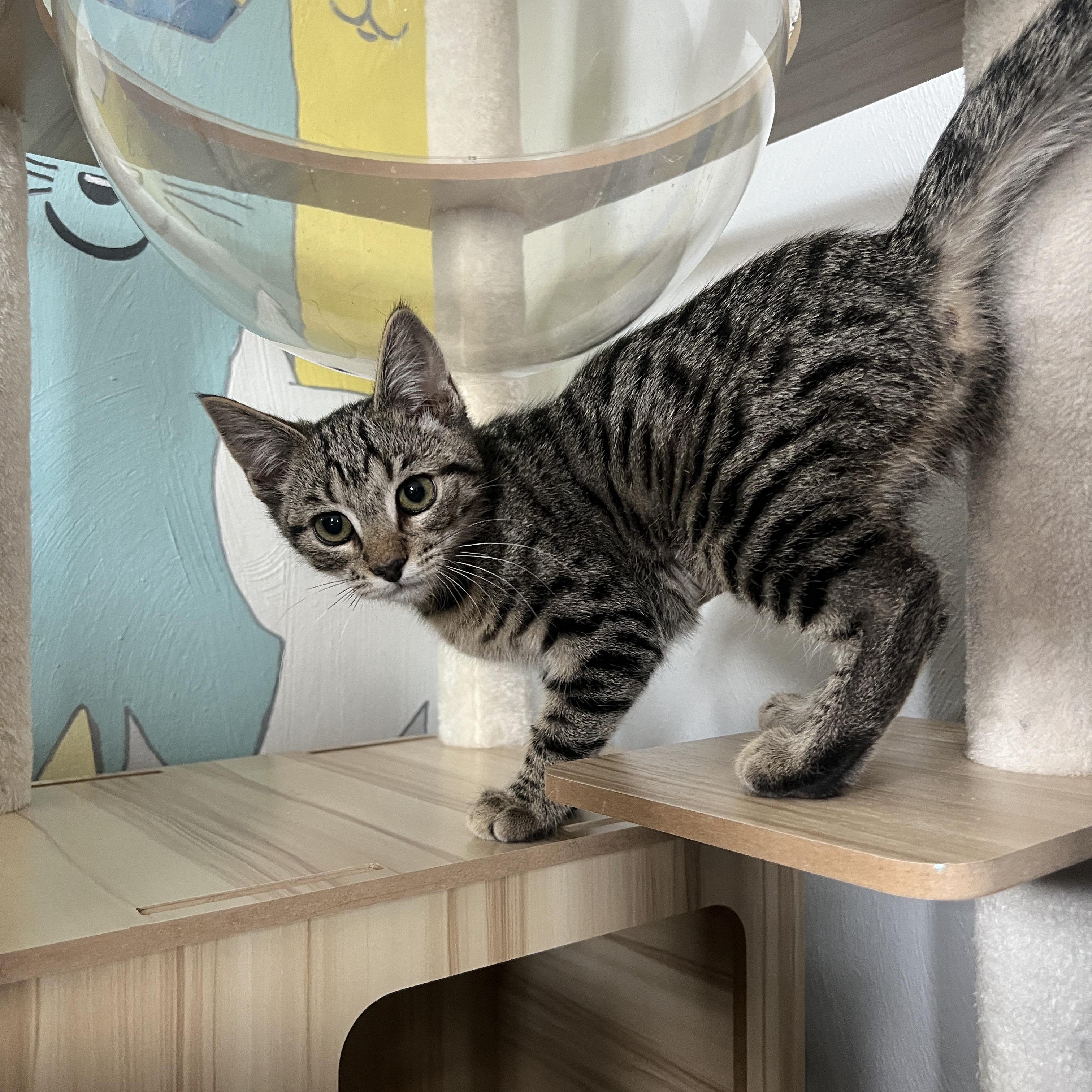 Enlarge Princess , a ADOPTABLE Domestic Short Hair in Roanoke, VA image 2/5