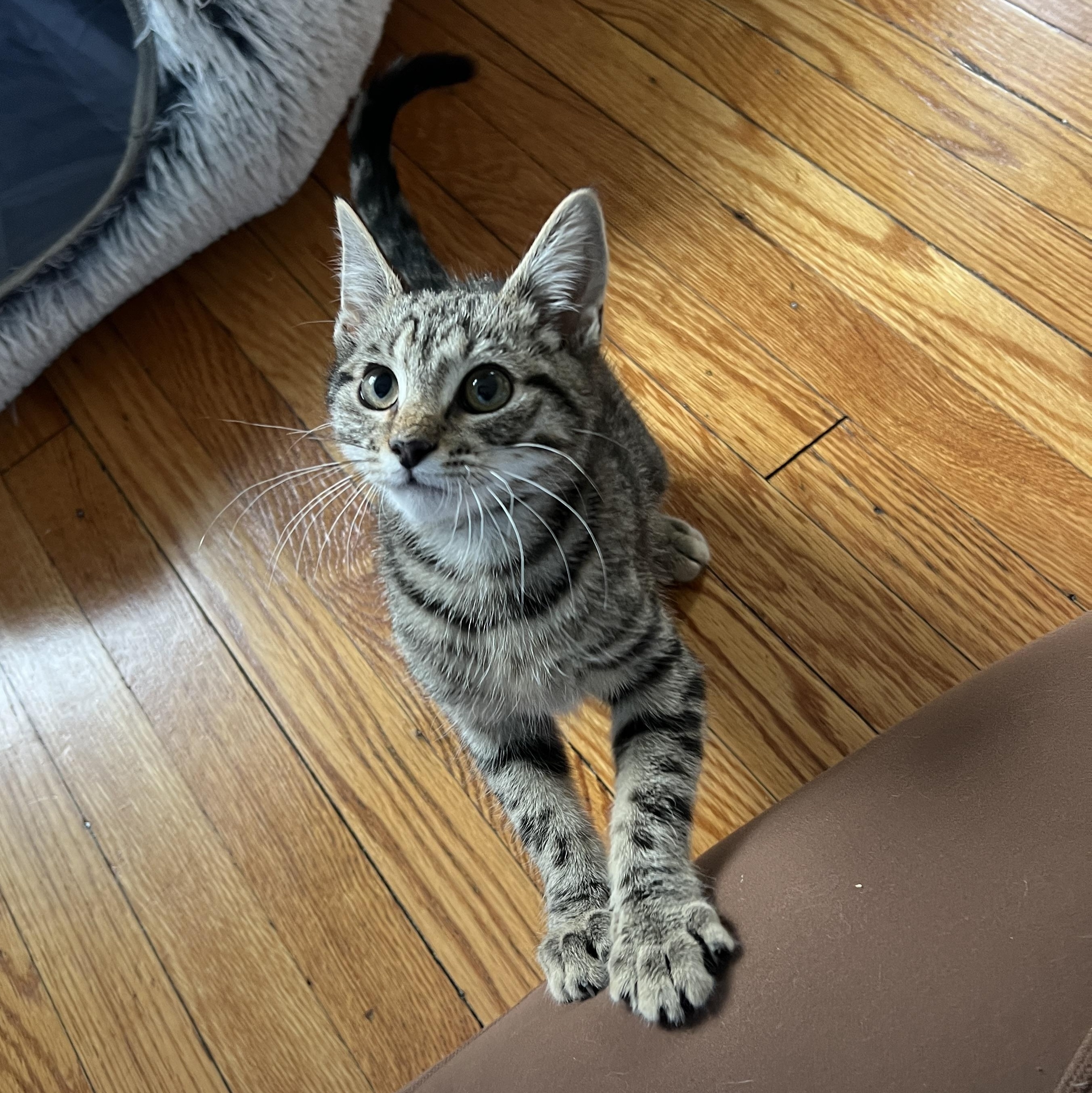 Princess , ADOPTABLE, Kitten Female Domestic Short Hair.