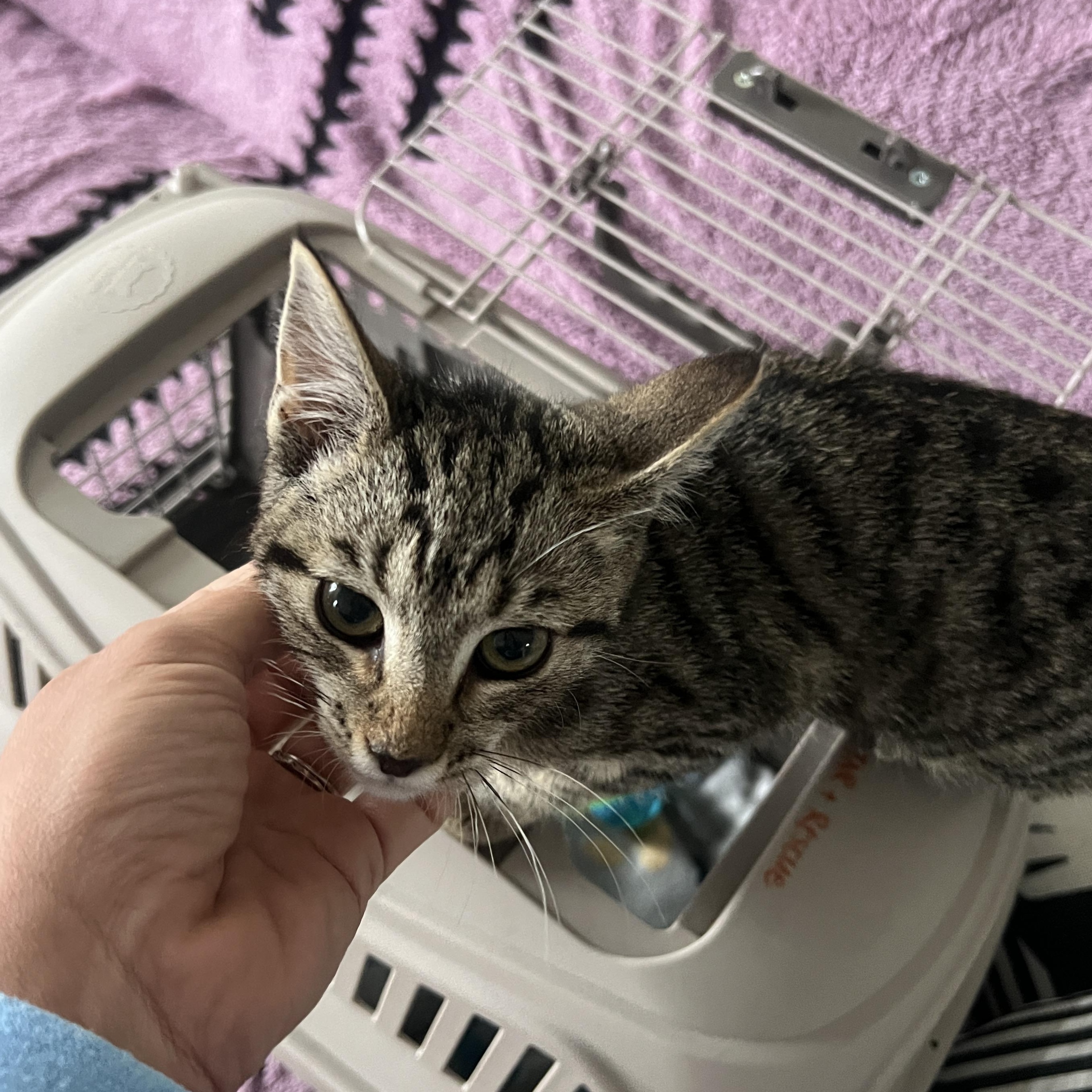 Enlarge Princess , a ADOPTABLE Domestic Short Hair in Roanoke, VA image 5/5