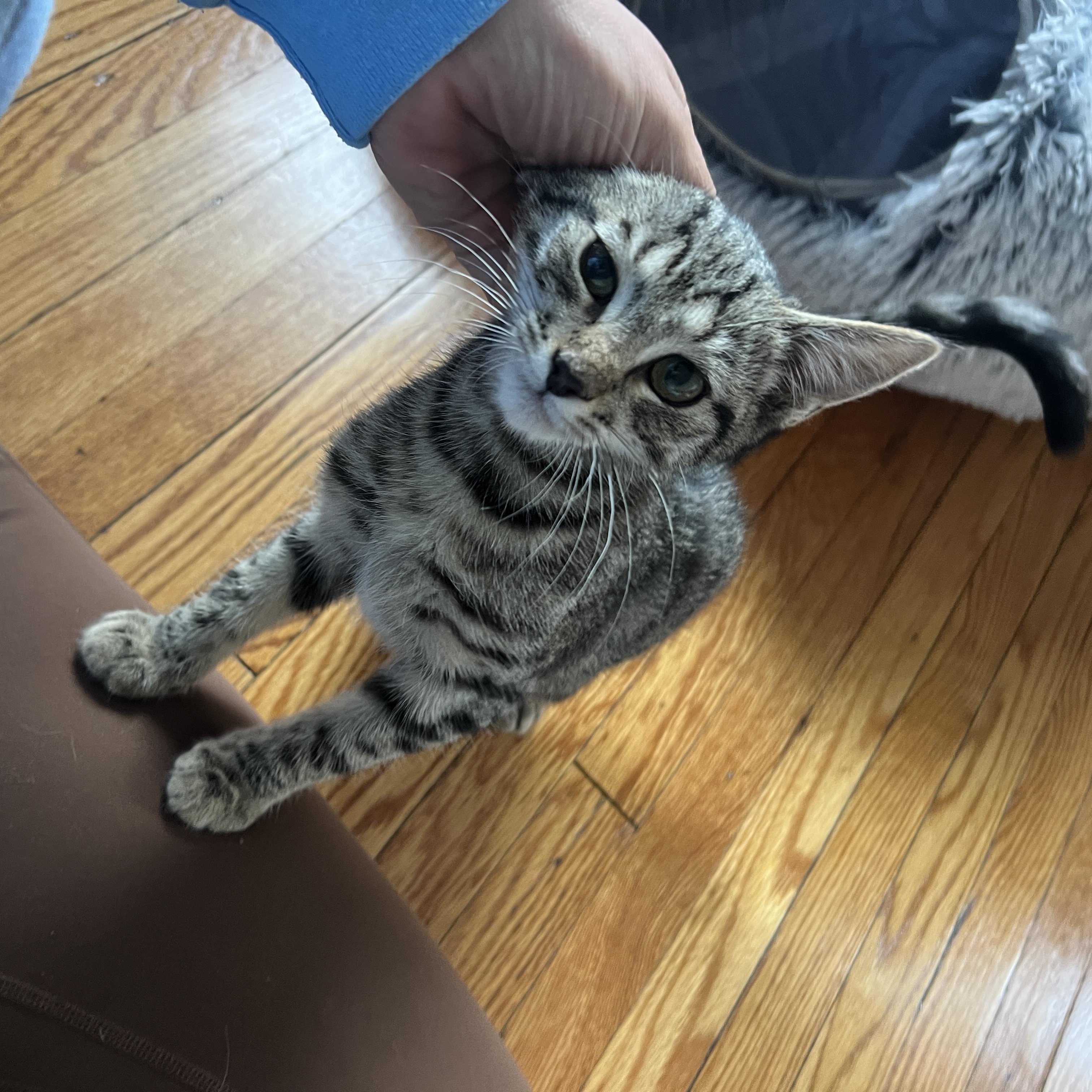 Enlarge Princess , a ADOPTABLE Domestic Short Hair in Roanoke, VA image 3/5