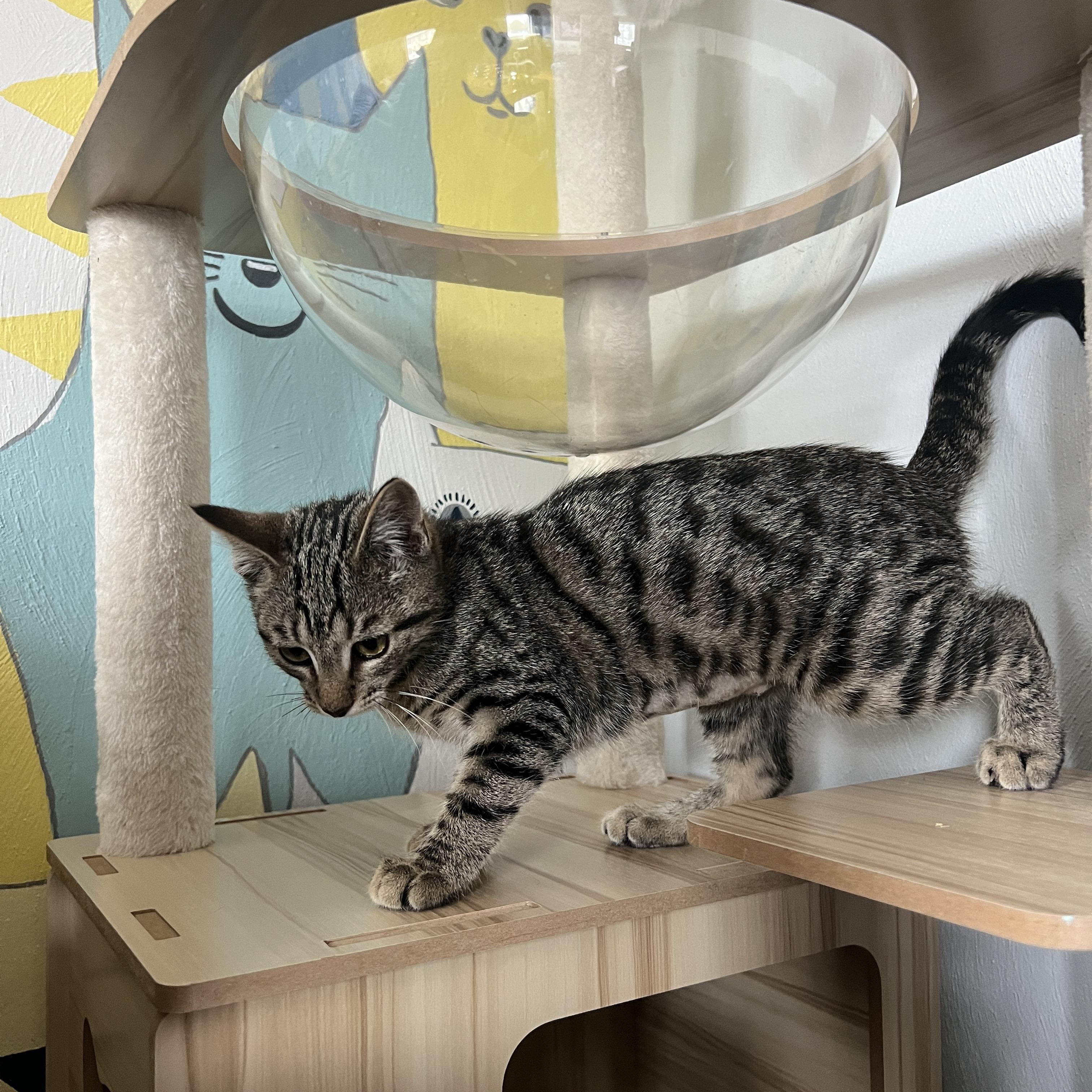 Enlarge Princess , a ADOPTABLE Domestic Short Hair in Roanoke, VA image 4/5