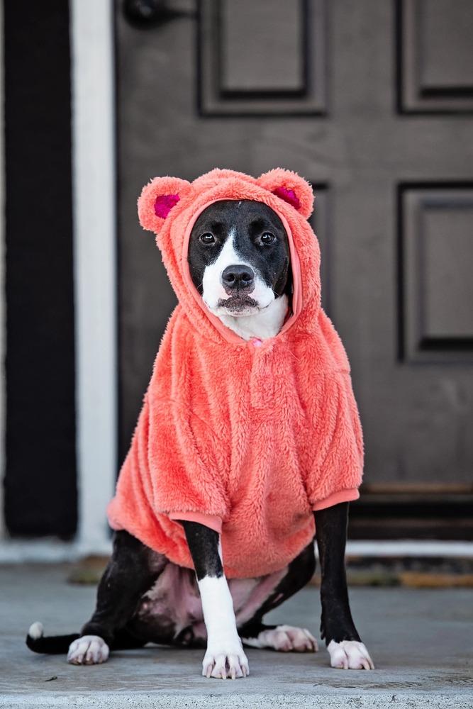 Honey, Adoptable, Puppy Female Labrador Retriever & American Staffordshire Terrier.