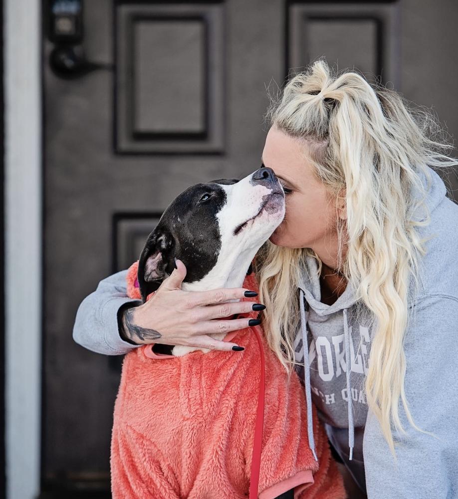 Enlarge Honey, a Adoptable mixed breed in los angeles, CA image 2/5