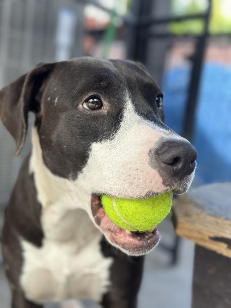 Enlarge Honey, a Adoptable mixed breed in los angeles, CA image 3/5