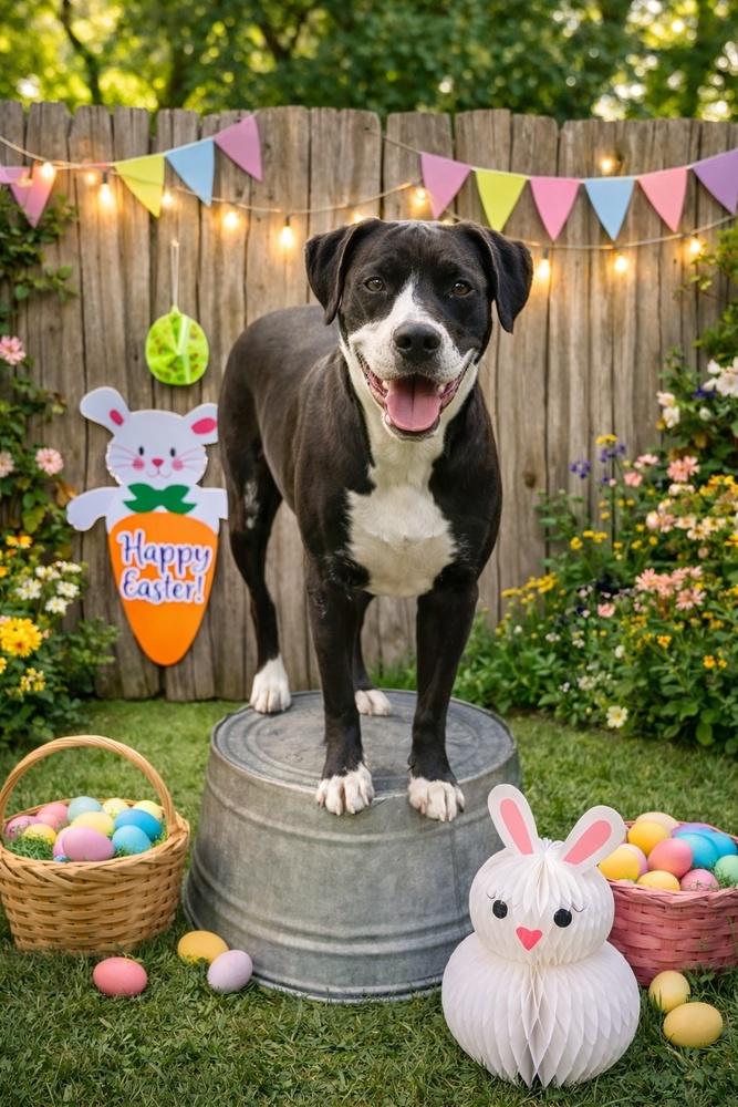 Enlarge Honey, a Adoptable mixed breed in los angeles, CA image 4/5