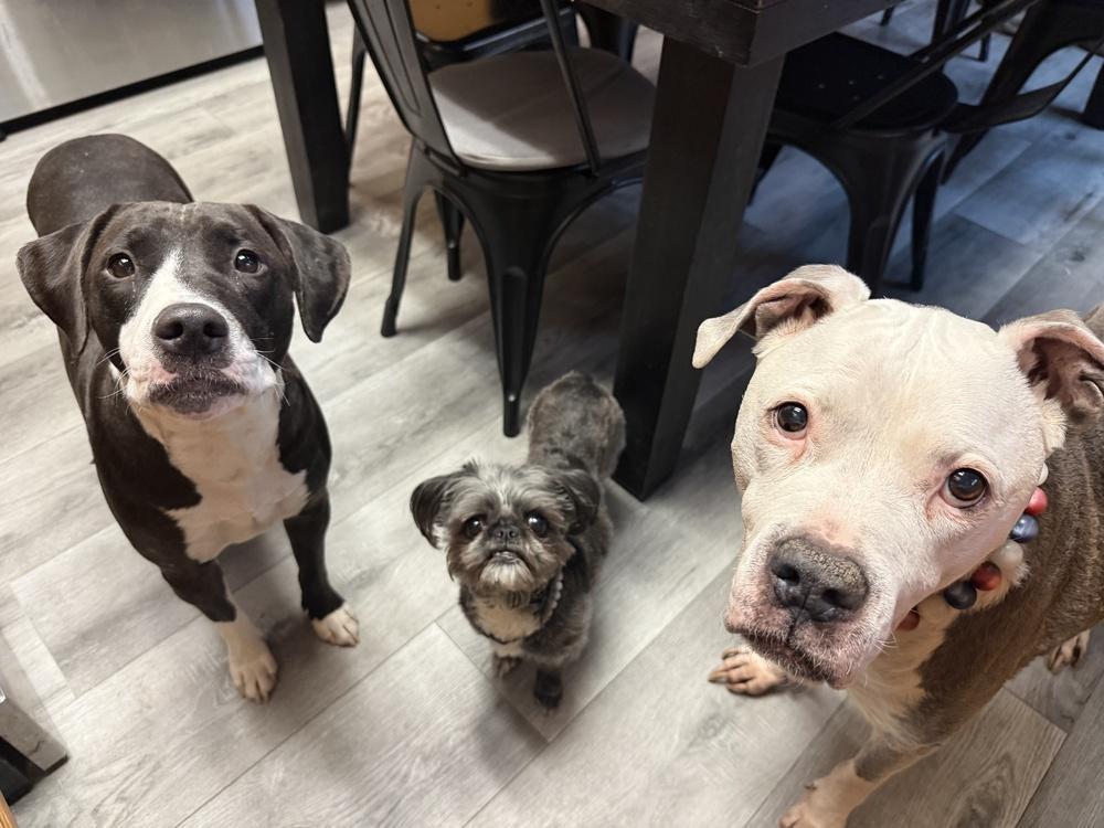 Enlarge Honey, a Adoptable mixed breed in los angeles, CA image 5/5