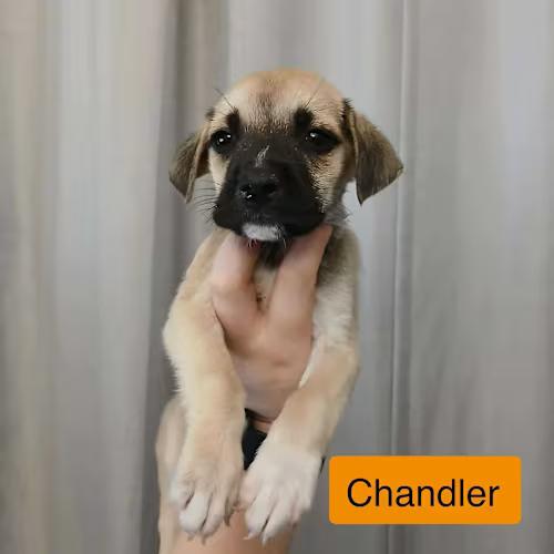 Chandler