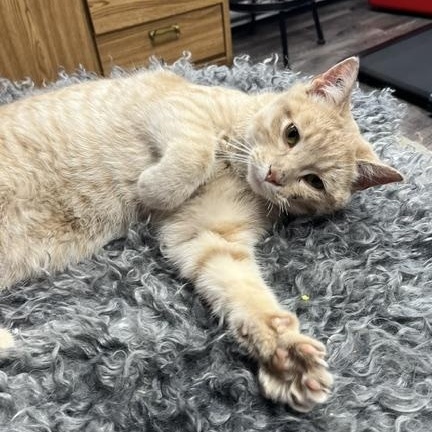 Little Timmy, a ADOPTABLE Domestic Short Hair in Morden, MB image 5/5