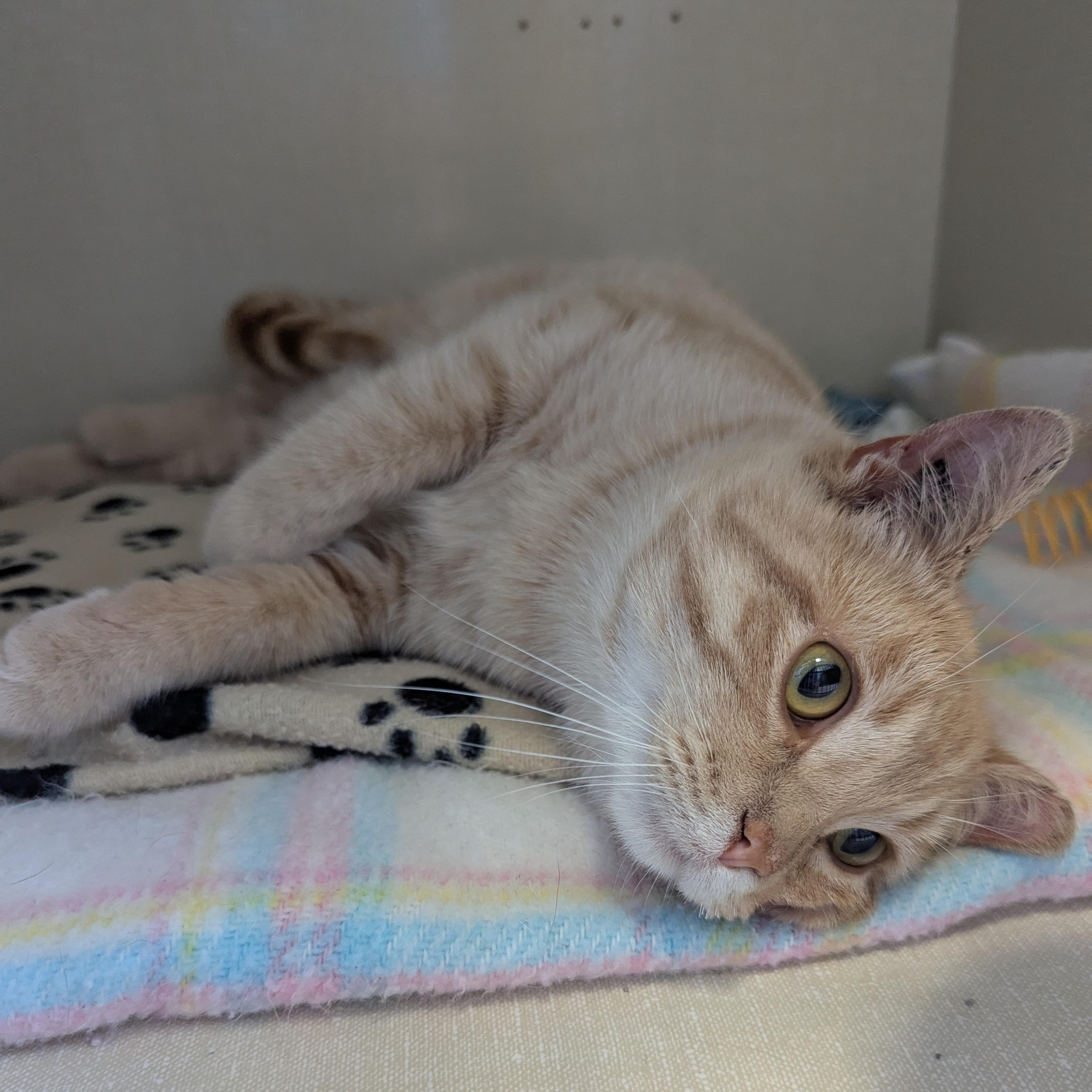 Little Timmy, a ADOPTABLE Domestic Short Hair in Morden, MB image 4/5