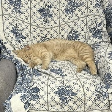 Little Timmy, a ADOPTABLE Domestic Short Hair in Morden, MB image 2/5