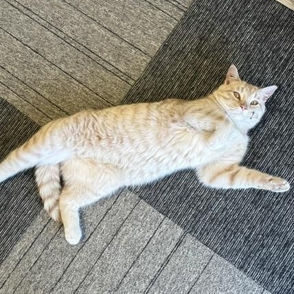 Little Timmy, ADOPTABLE, Young Male Domestic Short Hair.
