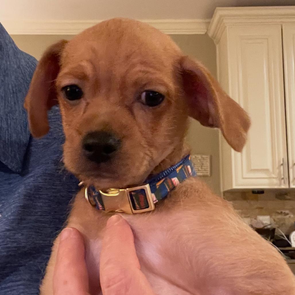 Fred, Adoptable, Puppy Male Chihuahua.