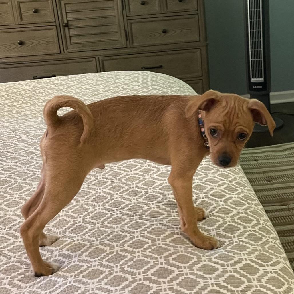 Enlarge Fred, a Adoptable Chihuahua in Austell, GA image 4/4