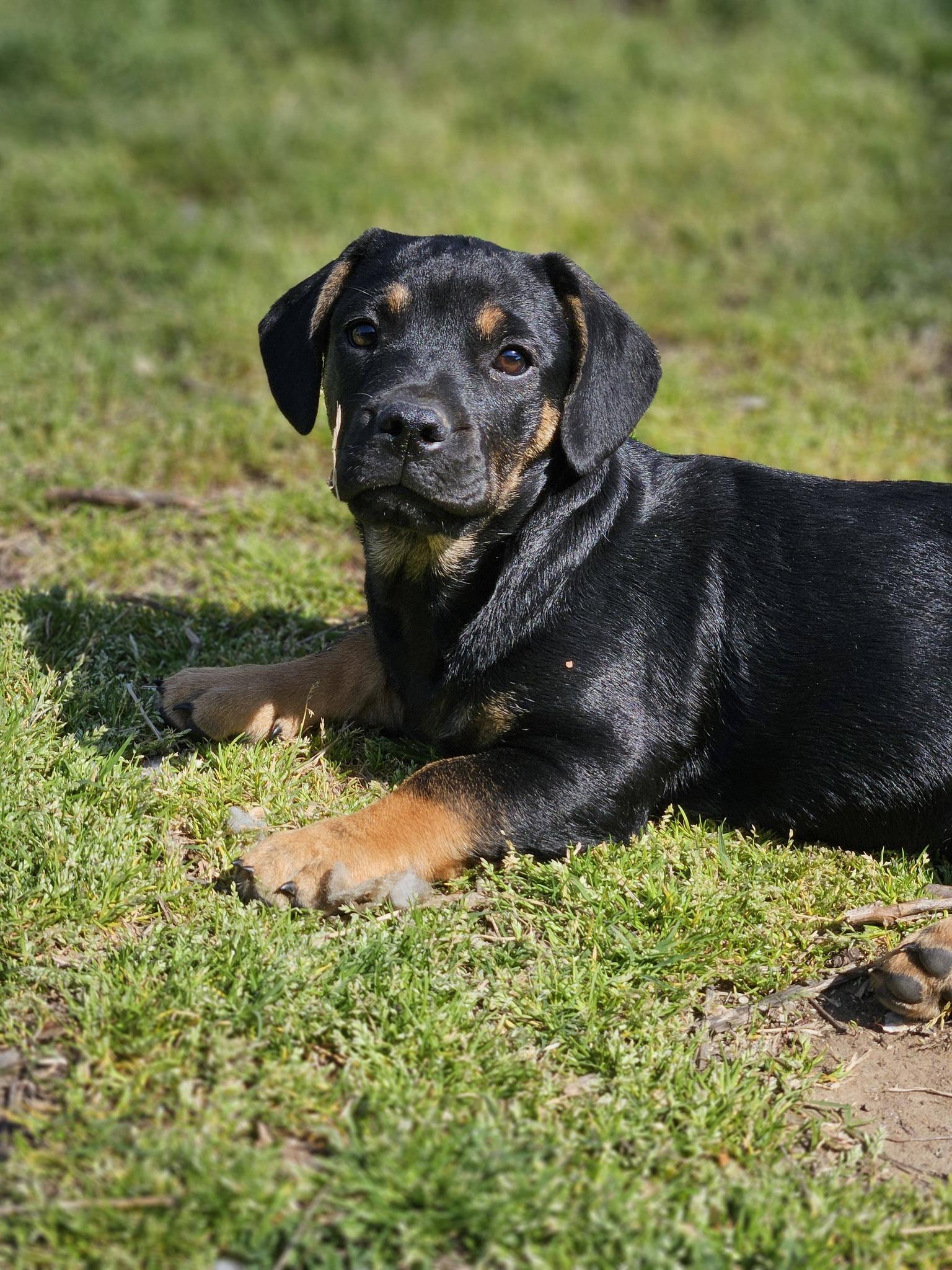 Enlarge Juno, an adopted mixed breed in Broken Arrow, OK image 5/5