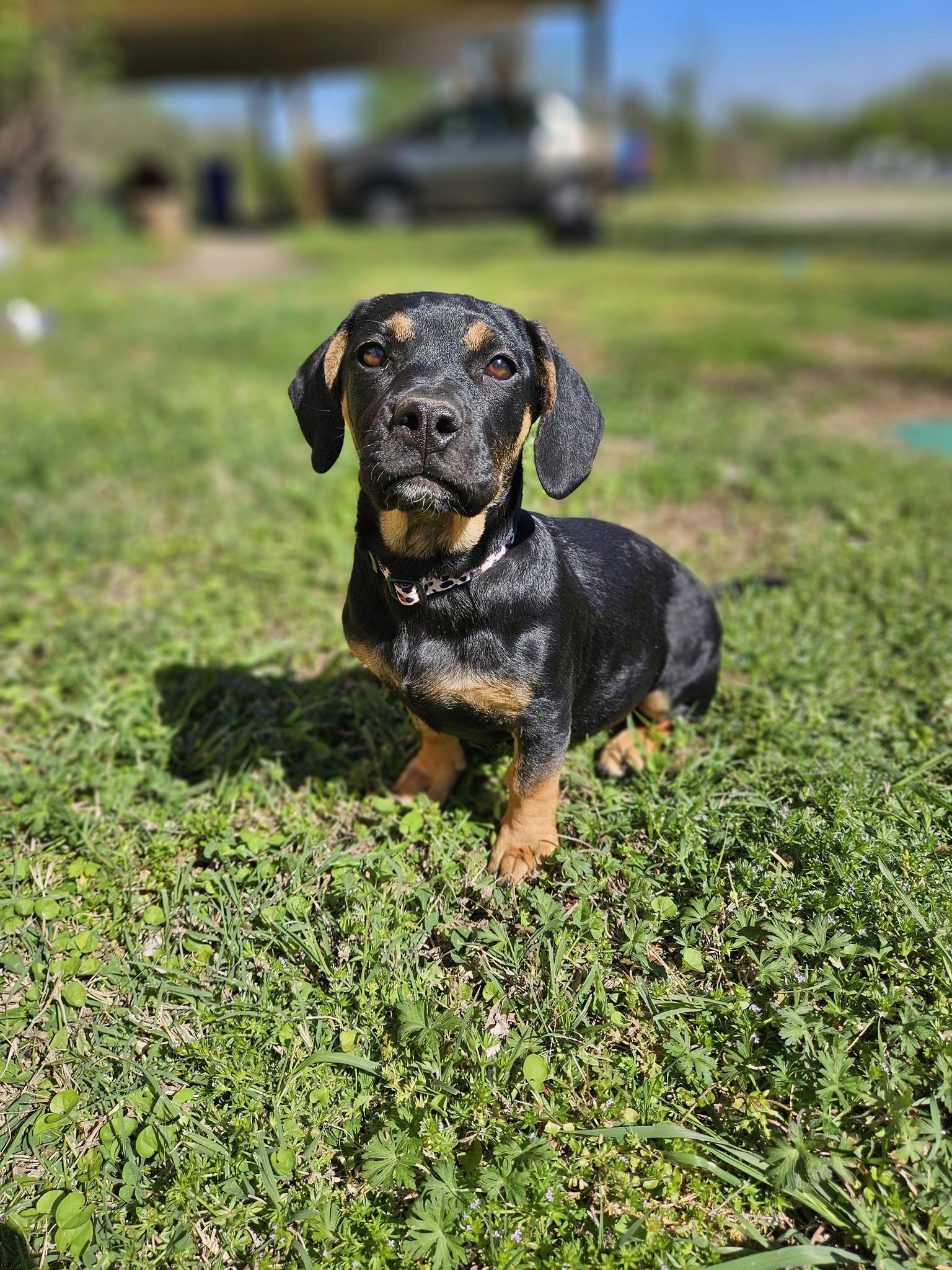 Enlarge Juno, an adopted mixed breed in Broken Arrow, OK image 4/5