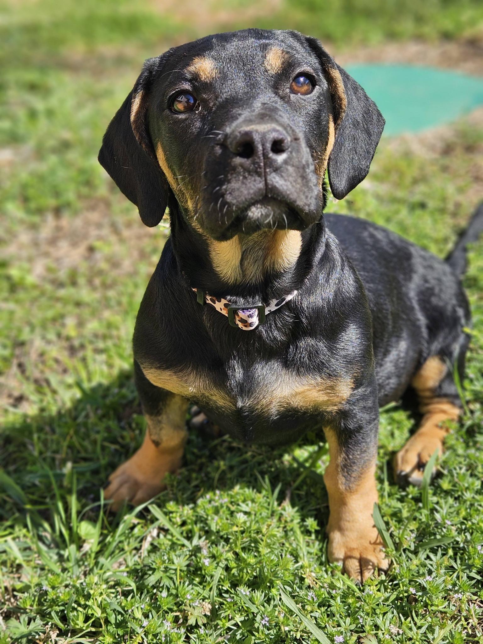 Juno, adopted, Puppy Female Dachshund & Shepherd.