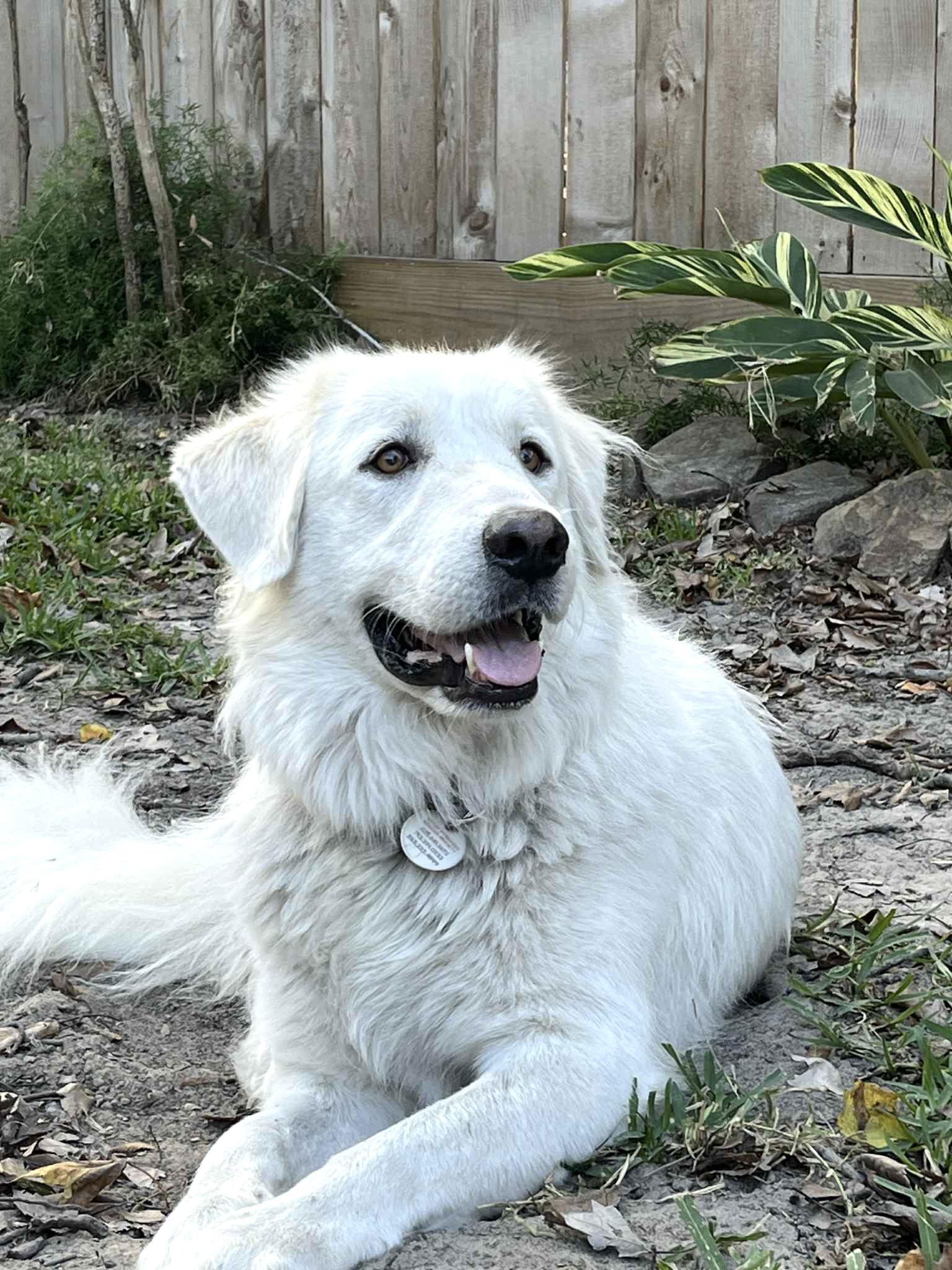 Akira — thumbnail 3