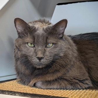 Enlarge Miyamoto, a Adoptable mixed breed in Chicago, IL image 2/6