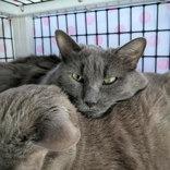 Enlarge Miyamoto, a Adoptable mixed breed in Chicago, IL image 5/6