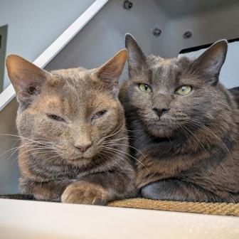 Enlarge Miyamoto, a Adoptable mixed breed in Chicago, IL image 6/6